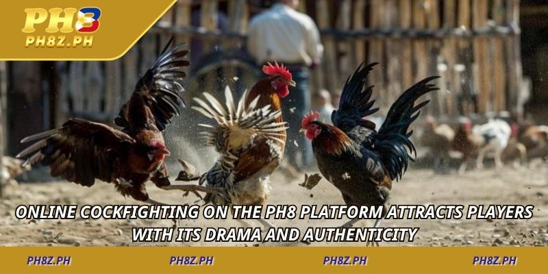 Online cockfighting on the PH8 platform attracts players with its drama and authenticity